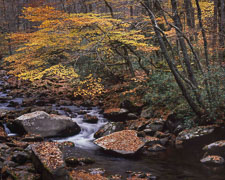 Smokies-OconolufteeRiverFallFoliage-homescan-provia.jpg