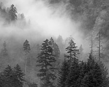 Foggy Hillside, Spring Smokies-SpringFogHillside-homescan-Tri-x.jpg