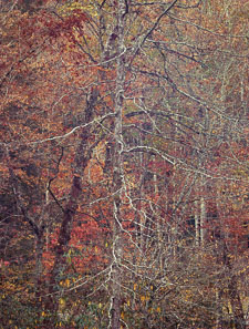 Bare Tree and Autumn Forest Smokies-TangledForestBrightBranches-ektar100-homescan-v2.jpg