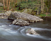 Emerging Dogwood Smokies2019RockRiverDogwood7001740-001_v2.jpg