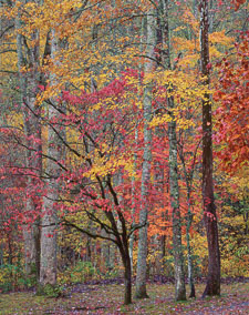 SmokiesCollinsCkFallVert-homescan-Velvia.jpg