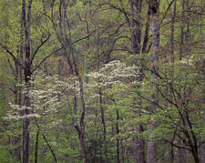 SmokiesDogwoodCollinsCrkCurves-Horiz-homescan-Velvia.jpg