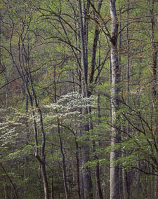 SmokiesDogwoodCollinsCrkCurves-Sunlit.jpg