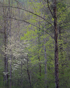 Leafing Out SmokiesDogwoodCurvingHighBranches-v2.jpg