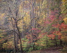 SmokiesMingusMillEntranceFall-homescan-horiz-Velvia_v2.jpg