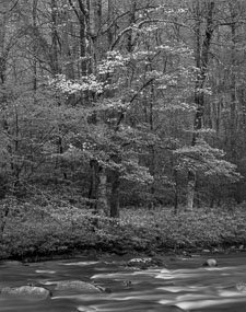 SmokiesRiverDogwoodRain-homescanTmax100.jpg