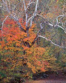 Riverside Sycamore SmokiesRiversideSycamoreFallVert-homescan-Velvia.jpg