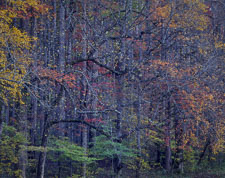 Curving Branches, late Fall color SmokiesRoadsideCurvingBranchesHoriz-Fall-homescan-Velvia.jpg
