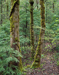 Forest Family TreeGroupAfterRain-Tremont_vertical-7001740-003.jpg