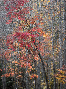 Leaning into Autumn _IMG0624.jpg