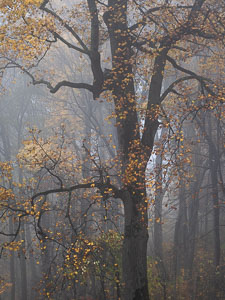Foggy Glow _IMG0988.jpg