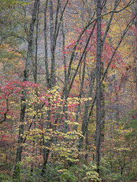 Fall Forest _IMG3642.jpg