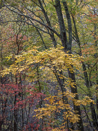 Fall Forest Detail _IMG3683.jpg