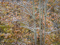 Autumn Snow _IMG3741.jpg