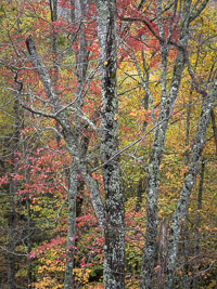 Fall Forest Detail _IMG3764.jpg