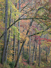 Oconaluftee Fall Morning _IMG3786.jpg