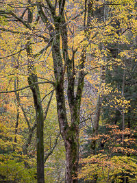 Forest Edge Fall, Chimney Tops area _IMG3885.jpg