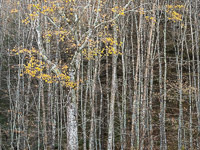 Autumn Hanging On _IMG5042.jpg