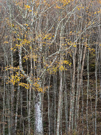 Autumn Hanging On _IMG5074.jpg