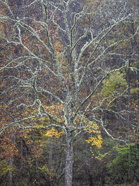 Fall Color _IMG5312.jpg