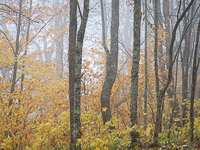 Fall Color, Fog _IMG5385.jpg