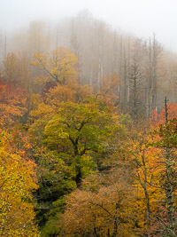 Fall Color, Fog, Chimney Tops _IMG5445.jpg