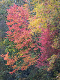 Fall Color, Fog, Chimney Tops _IMG5457.jpg