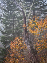 Fall Detail, Fog _IMG5484.jpg