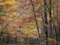 Fall Color _IMG5487.jpg