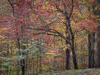 Fall Color _IMG5492.jpg