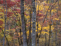 Fall Color _IMG5500.jpg