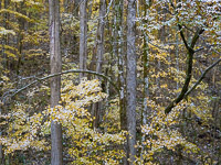 Fall Color, Snow _IMG5528.jpg