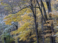 Fall Color, Snow _IMG5541.jpg