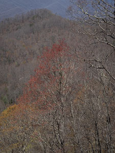 Spring Emerging _IMG7902.jpg