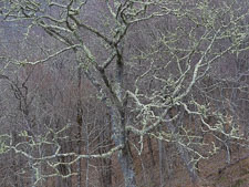 Early Spring Hillside _IMG7914.jpg