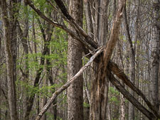 Spring Forest Detail _IMG7934.jpg