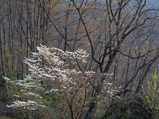 Evening Dogwood _IMG7991.jpg