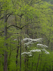 Dogwood, Rain _IMG8252.jpg