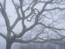 Blue Ridge Fog #1 _IMG8280.jpg