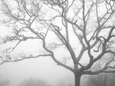 Blue Ridge Fog #2 _IMG8287.jpg