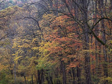 Reaching for Fall _IMG8392.jpg