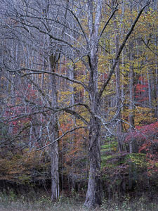 _IMG8411.jpg