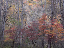 Autumn Treeline and Hillside _IMG8412.jpg