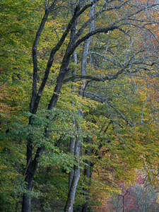 _IMG8421.jpg
