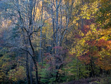 Sunset Fall Forest _IMG8507.jpg