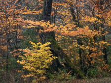 Looking Through _IMG8620.jpg