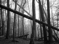 cades-cove-forest-fog-great-smoky-mountains-national-park-tennessee.jpg