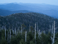 clingmans-dome-trees-great-smoky-mountains-north-carolina.jpg