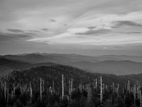 dead-trees-clingmans-dome-great-smoky-mountains-north-carolina.jpg