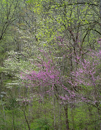 dogwood-and-redbud-great-smoky-mountains-tennessee.jpg